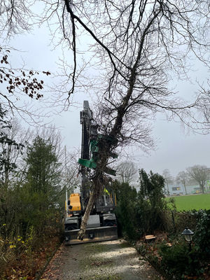 Fällkran nimmt einen Baum aus einer schmalen Zufahrt auf, Maschine steht dicht an Hecken und Grundstücksgrenze.